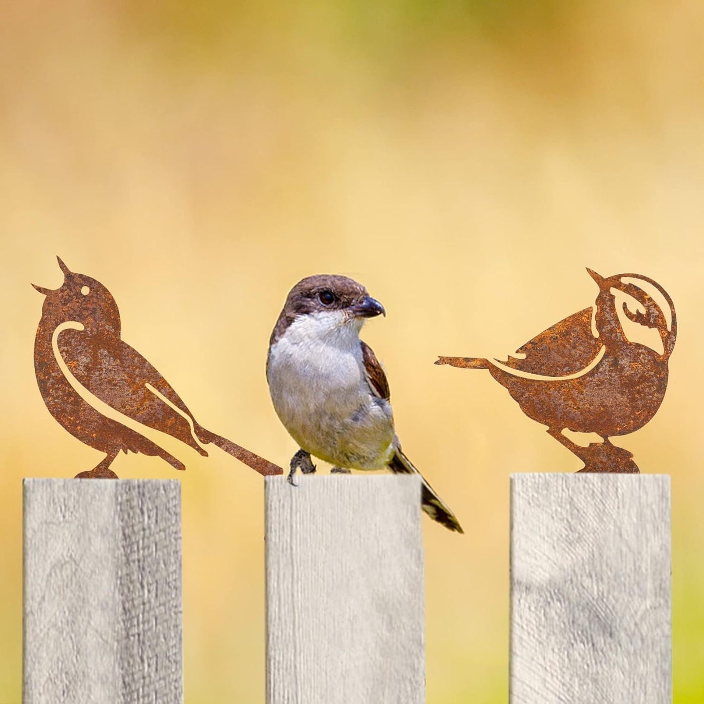 Pájaros Jardín Corten