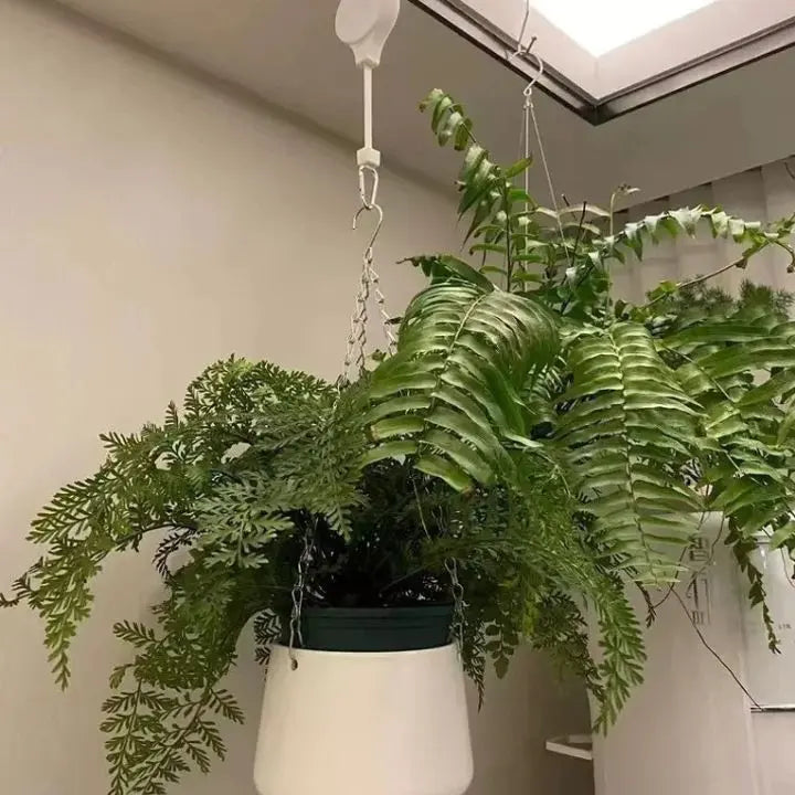 Poleas Plantas Ajustables